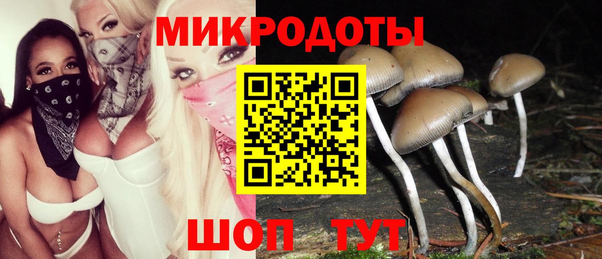 Галлюциногенные грибы Psilocybe Сертолово